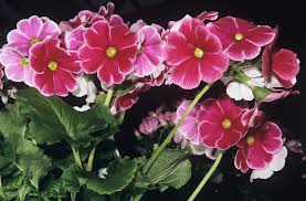 Image result for Primula obconica