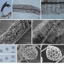 Attēlu rezultāti vaicājumam “Stemonitopsis typhina young”