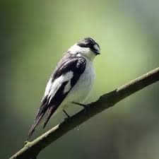 Image result for Ficedula albicollis