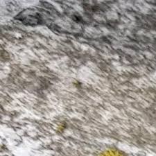 Attēlu rezultāti vaicājumam “Acer pseudoplatanus fo. purpurascens”