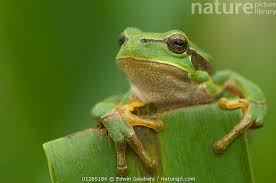 Attēlu rezultāti vaicājumam “Hyla arborea”