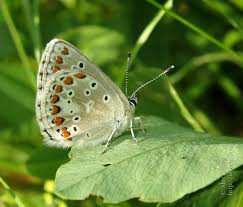 Attēlu rezultāti vaicājumam “Aricia artaxerxes  underside”