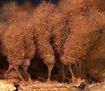 Attēlu rezultāti vaicājumam “Arcyria affinis”