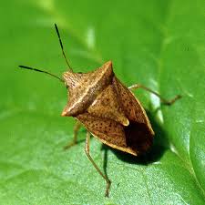 Attēlu rezultāti vaicājumam “Pentatomidae”