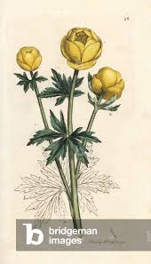 Attēlu rezultāti vaicājumam “Trollius europaeus leaf”