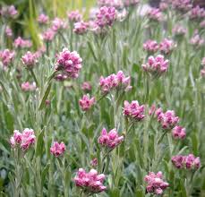 Attēlu rezultāti vaicājumam “Antennaria dioica leaf”