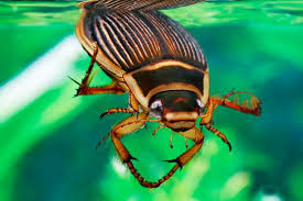 Attēlu rezultāti vaicājumam “Dytiscidae”