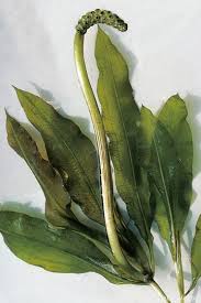 Attēlu rezultāti vaicājumam “Potamogeton lucens leaf”