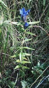 Attēlu rezultāti vaicājumam “Gentiana pneumonanthe flower”