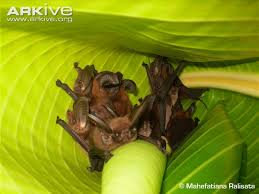 Attēlu rezultāti vaicājumam “Badhamiopsis praetermissa sessile”