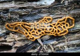 Attēlu rezultāti vaicājumam “Hemitrichia serpula spores”