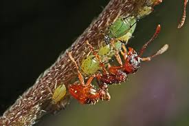 Attēlu rezultāti vaicājumam “Aphodius sp. imago”