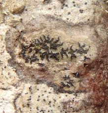 Attēlu rezultāti vaicājumam “Opegrapha rufescens”