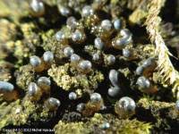 Attēlu rezultāti vaicājumam “Colloderma oculatum macro”