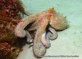 Image result for Octopus vulgaris