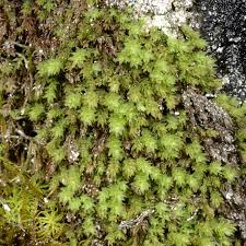 Attēlu rezultāti vaicājumam “Pohlia cruda”