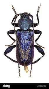 Attēlu rezultāti vaicājumam “Callidium violaceum”