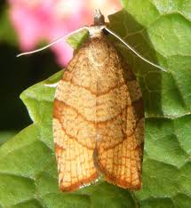 Attēlu rezultāti vaicājumam “Pandemis”