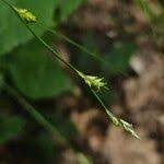 Attēlu rezultāti vaicājumam “Carex remota fruit”