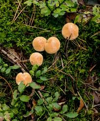 Attēlu rezultāti vaicājumam “Suillus bovinus”