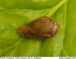 Attēlu rezultāti vaicājumam “Saturnia pavonia cocoon”