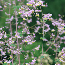 Attēlu rezultāti vaicājumam “Thalictrum”