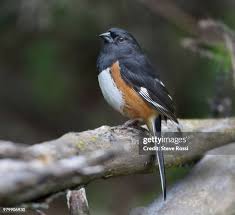 Image result for Pipilo erythrophthalmus