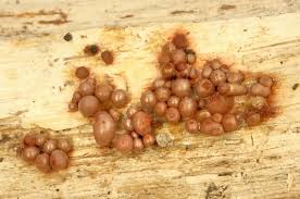 Attēlu rezultāti vaicājumam “Lycogala sphaeroconicum macro”