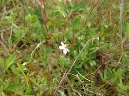 Attēlu rezultāti vaicājumam “Linum catharticum fruit”