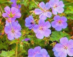Image result for Geranium `Purple Haze`