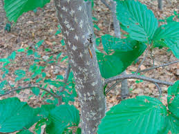 Attēlu rezultāti vaicājumam “Sorbus alnifolia”