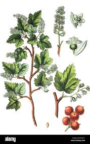 Attēlu rezultāti vaicājumam “Ribes alpinum”