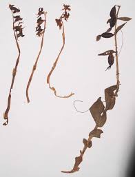 Attēlu rezultāti vaicājumam “Epipogium aphyllum”