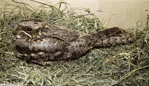 Attēlu rezultāti vaicājumam “Caprimulgus europaeus egg”