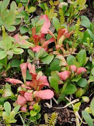 Attēlu rezultāti vaicājumam “Exobasidiales”