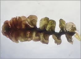 Attēlu rezultāti vaicājumam “Scapania undulata”