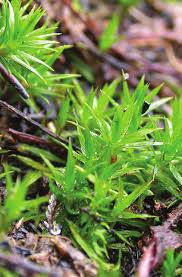 Attēlu rezultāti vaicājumam “Polytrichastrum longisetum”
