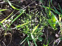 Attēlu rezultāti vaicājumam “Androsace septentrionalis”