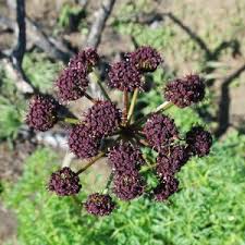 Attēlu rezultāti vaicājumam “Diderma rufostriatum”