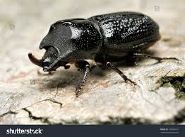 Attēlu rezultāti vaicājumam “Sinodendron cylindricum female”