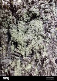 Attēlu rezultāti vaicājumam “Lecanora conizaeoides”