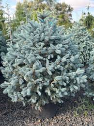 Attēlu rezultāti vaicājumam “Picea pungens”