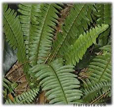 Image result for НЕФРОЛЕПИС (Nephrolepis