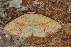 Attēlu rezultāti vaicājumam “Cyclophora punctaria”