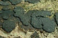 Attēlu rezultāti vaicājumam “Hypoxylon vogesiacum”