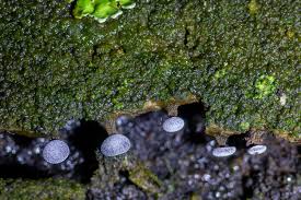 Attēlu rezultāti vaicājumam “Willkommlangea reticulata young”