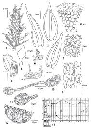Attēlu rezultāti vaicājumam “Cinclidotus danubicus cells”