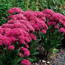 Attēlu rezultāti vaicājumam “Sedum acre bud”