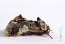 Attēlu rezultāti vaicājumam “Diloba caeruleocephala”