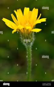 Attēlu rezultāti vaicājumam “Leontodon hispidus”